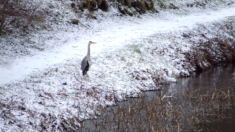 Monkland Canal 2018/02/27